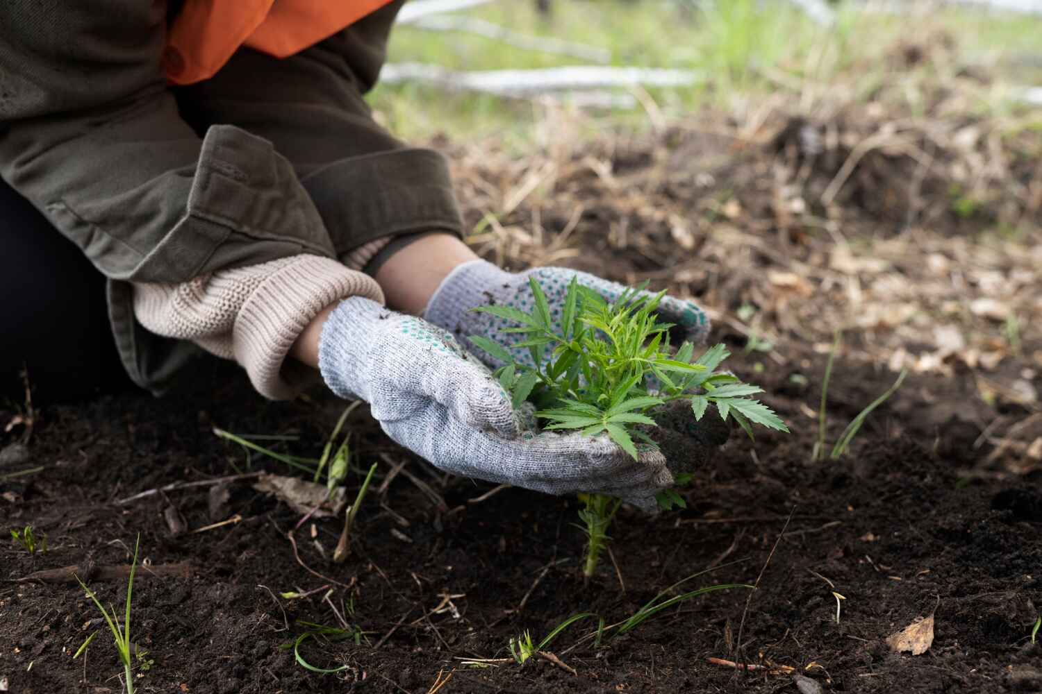 Reliable Lorenzo, TX Tree Service Solutions